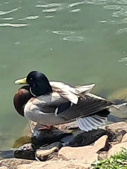 Наблюдатель