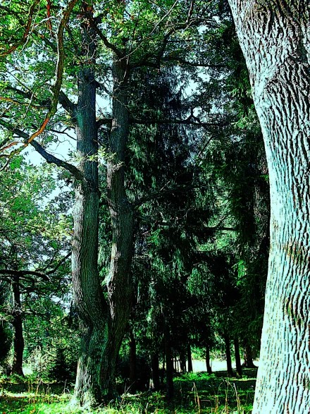 Струнино Владимирская область. «Урочище Дубки».