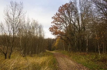 Осенняя дорога