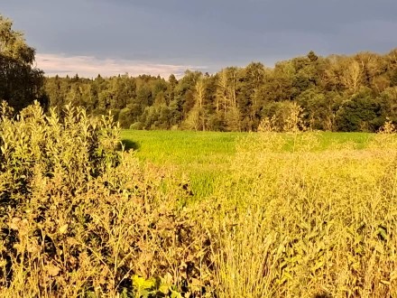 В лучах заката
