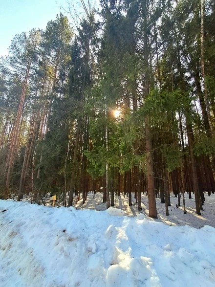 Солнечный лес