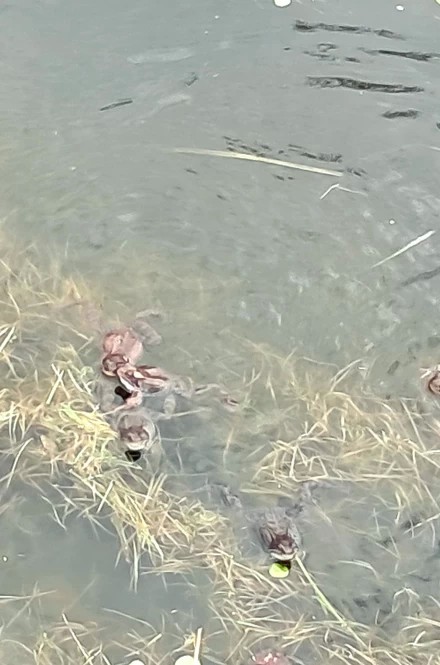 Лягушки ожили