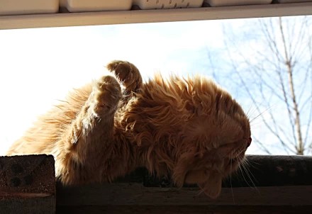 "...небритый, но ласковый Мартовский Кот..."))