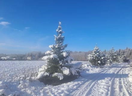 Зимняя сказка