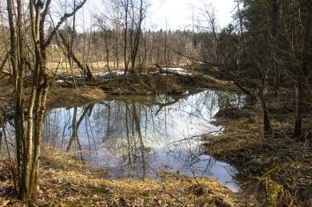 Новый бобровый пруд 3