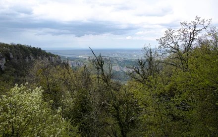 Весенний крымский лес