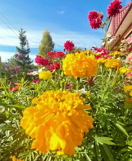 Волшебные краски лета*