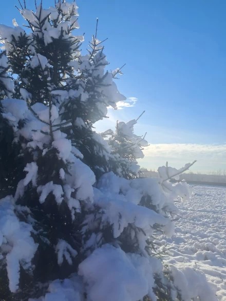 Первый пушистый снег