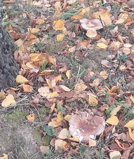 Сыроежки