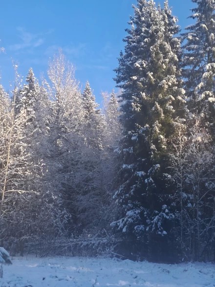 Лес завороженный