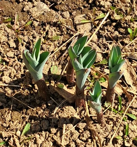 Свидетели весны