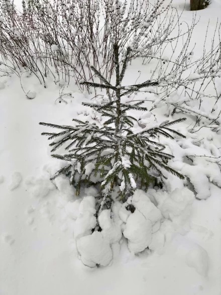 Ёлочка на Новый год