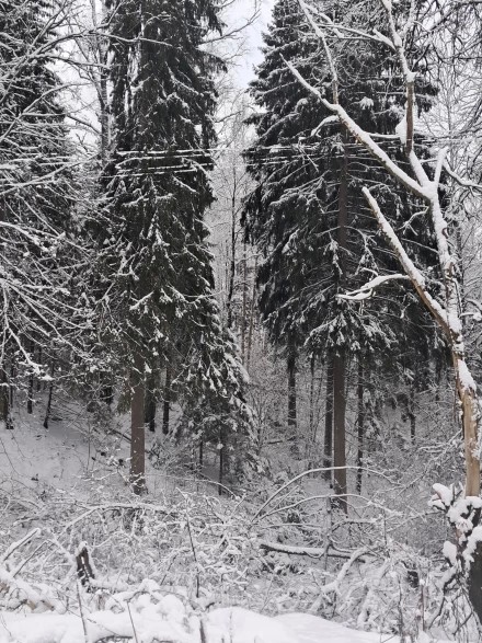 Новогоднее настроение