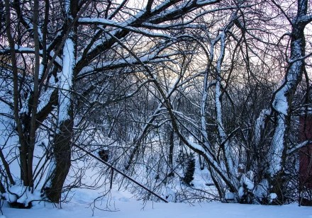 Морозный вечер в зарослях
