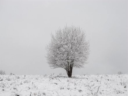 ноябрь 2025, первый снег