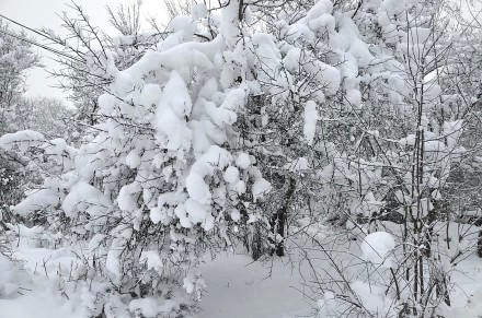 ТАКОГО СНЕГОПАДА ДАВНО НЕ БЫЛО...