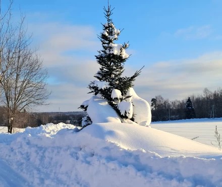 Елочка в снегу