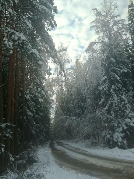 Дорожка в неведомую лесную чащу