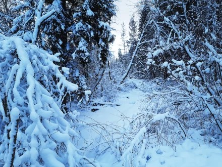 Заснеженный ручей 2