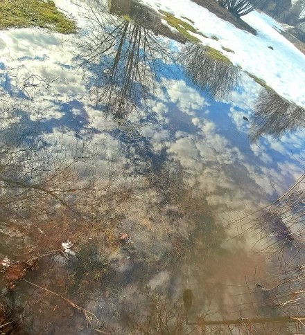 Весеннее небо упало на землю