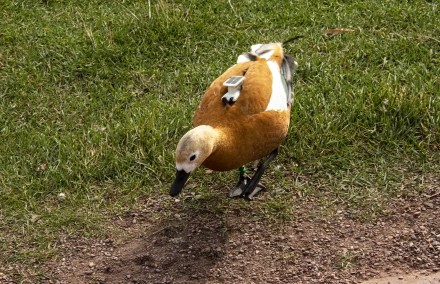 Утка-киборг