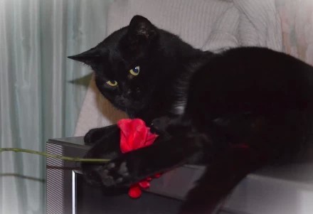 ...роза красная моя...