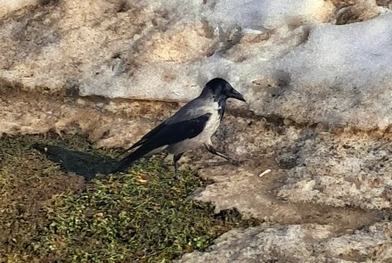 Прелестница