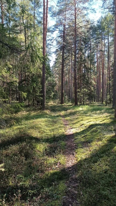 На лесной дорожке