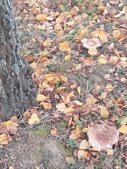 Сыроежки