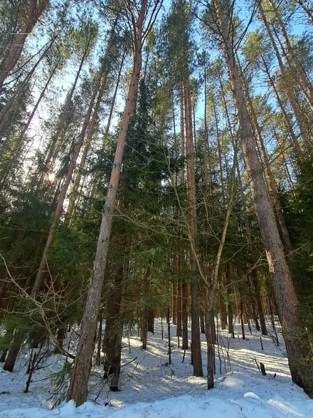 Головокружение от весны