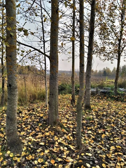 осень