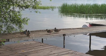 Гостьи у бабуси))