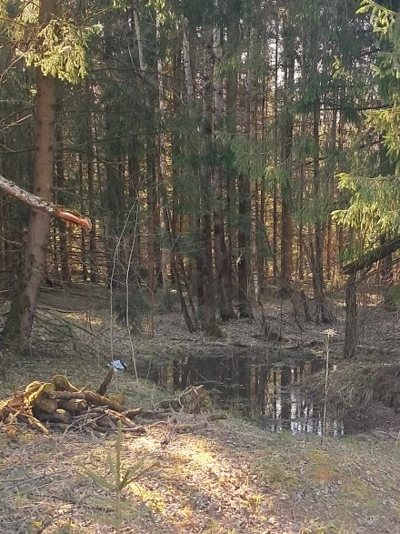 Лесной уголок