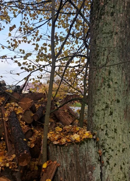 Хозяйка осень