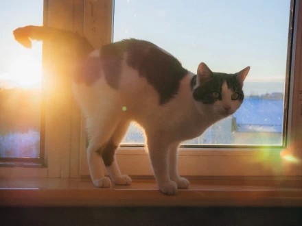 декабрь 2023, Генрих