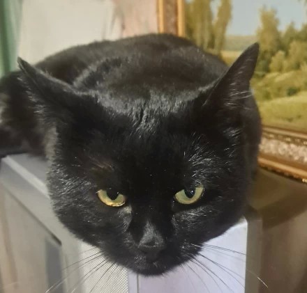 Наш любимый котейка