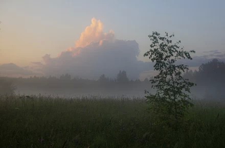 Маленькая берёза