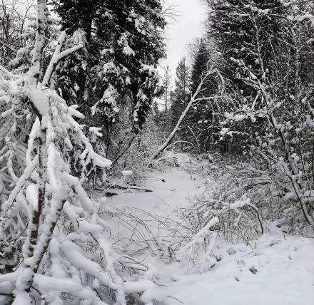 Заснеженный ручей