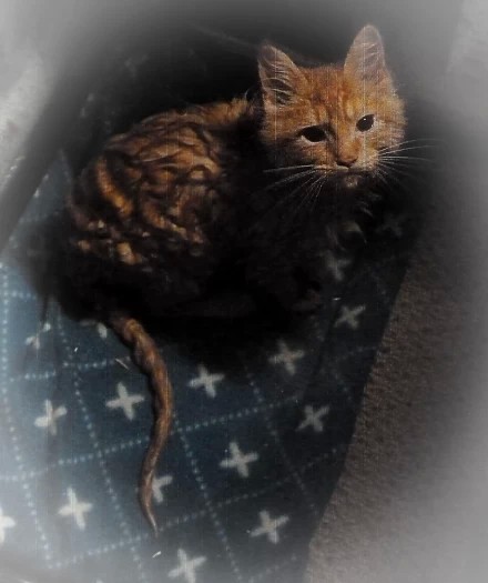 Тоже кот)) красавец!