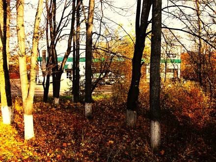 Осень напротив магазина. Автор Plakida. Прочитайте, что написано в описании фотографии. Это важно!