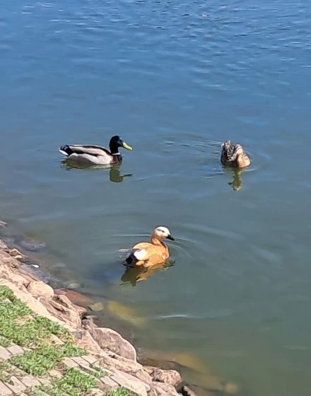 Уточки рады весне