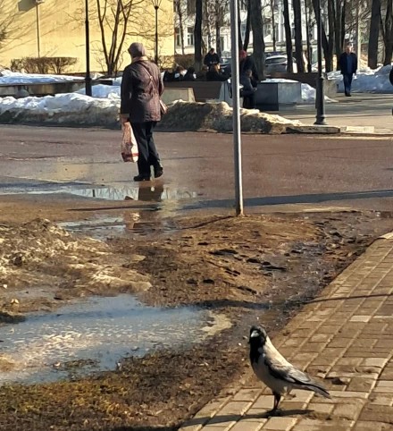 И ворону весна радует