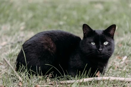 август 2025, котик