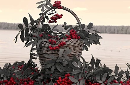 Sorbus aucuparia)