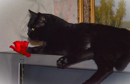 кот и красная роза