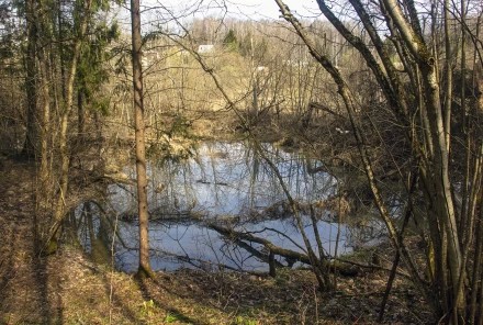 Новый бобровый пруд 4