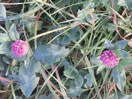 Розовый клевер в ноябре