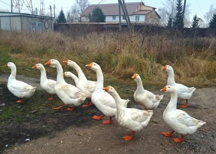 Интересная встреча,