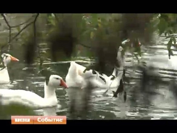 Переполох у жителей одного из водоёмов