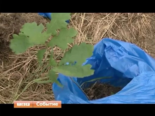 От каждого по способностям, каждому - по дереву